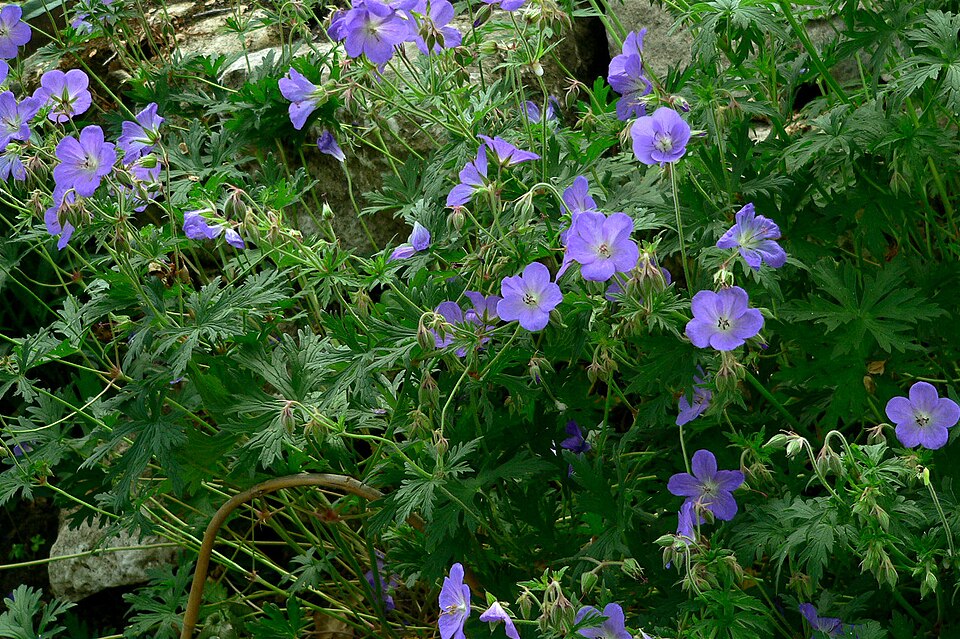 Geranium pratense (Meadow Crane's-bill)