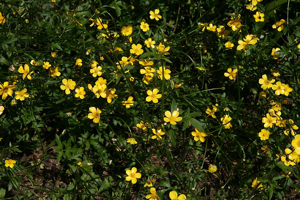 Ranunculus lappaceus (Australian Buttercup) (alternate view 6)