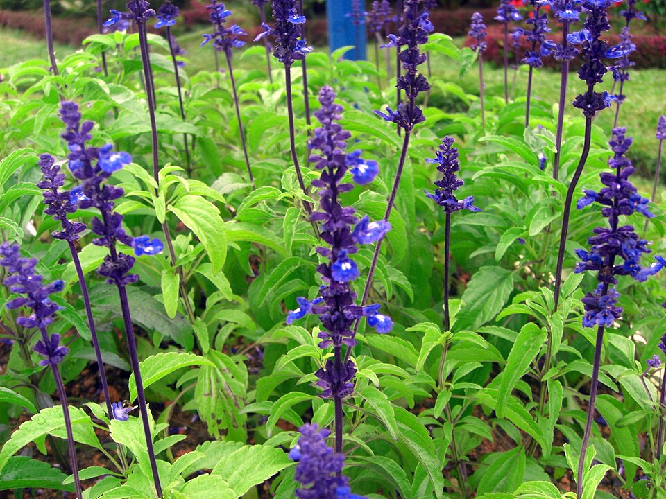 Salvia farinacea (mealy sage) (alternate view 10)