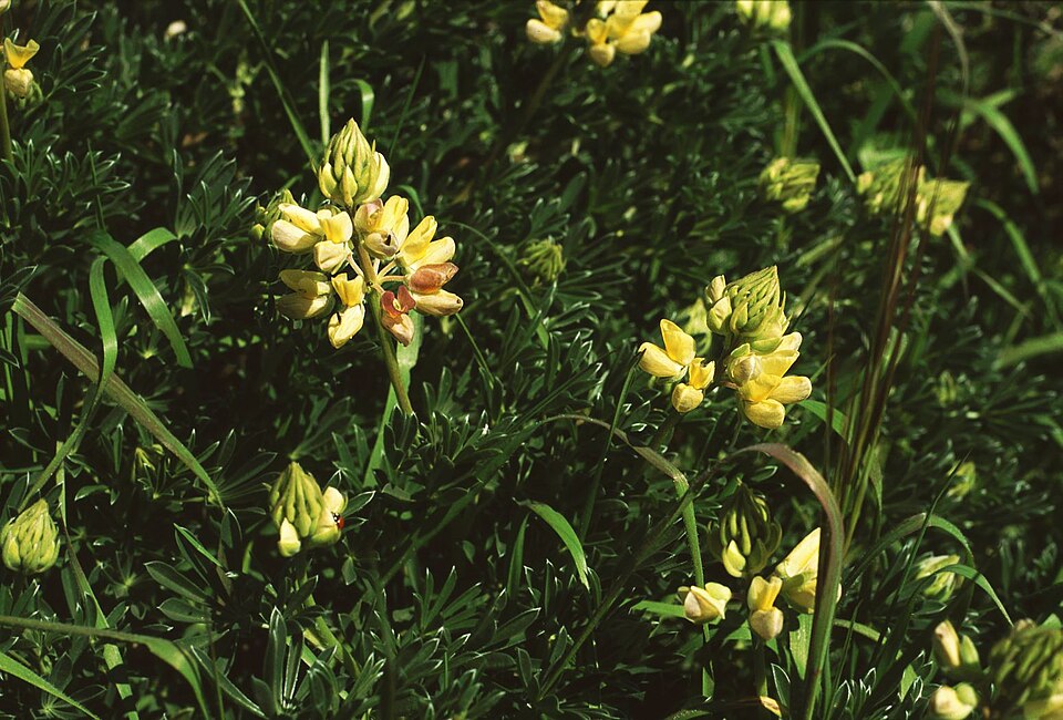 Lupinus arboreus (coastal bush lupine)