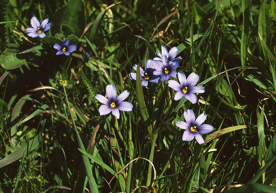 Sisyrinchium bellum (western blue-eyed grass)