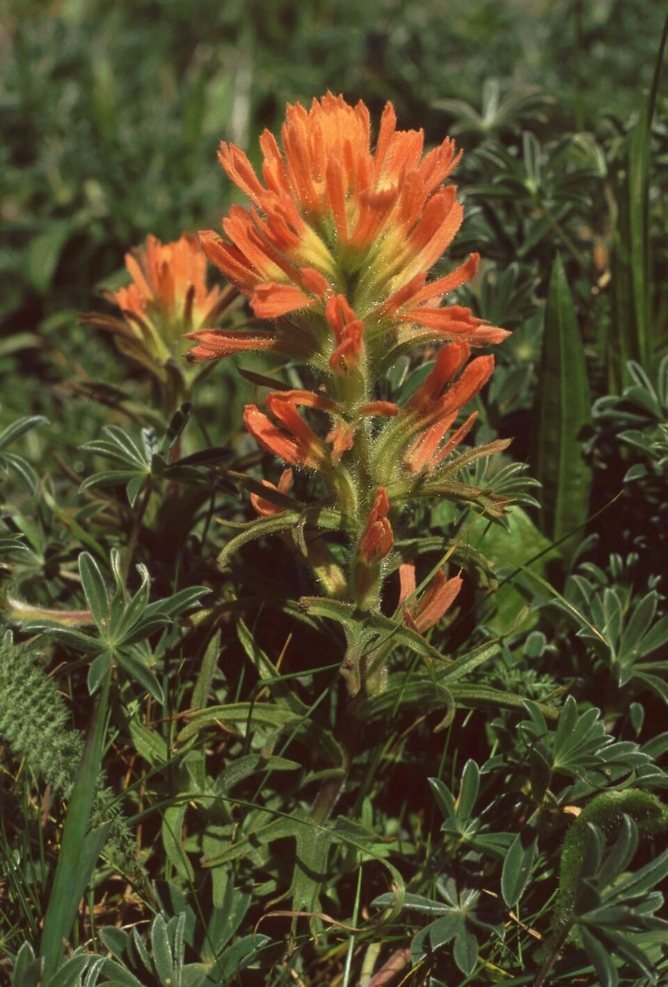 Castilleja affinis (Coast Paintbrush) (alternate view 8)