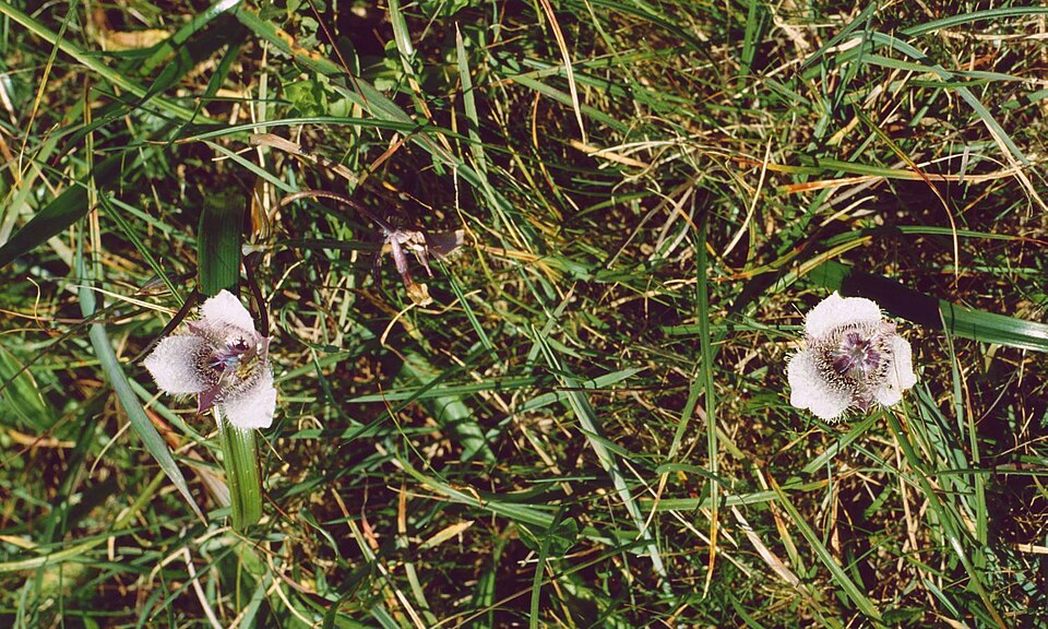 Calochortus tolmiei (Tolmie's pussy ears) (alternate view 4)