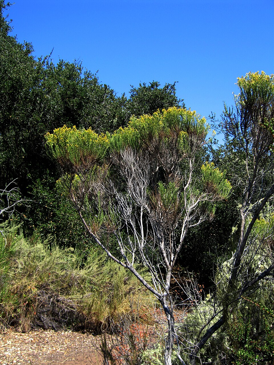 Baccharis pilularis (Coyote Brush) (alternate view 10)