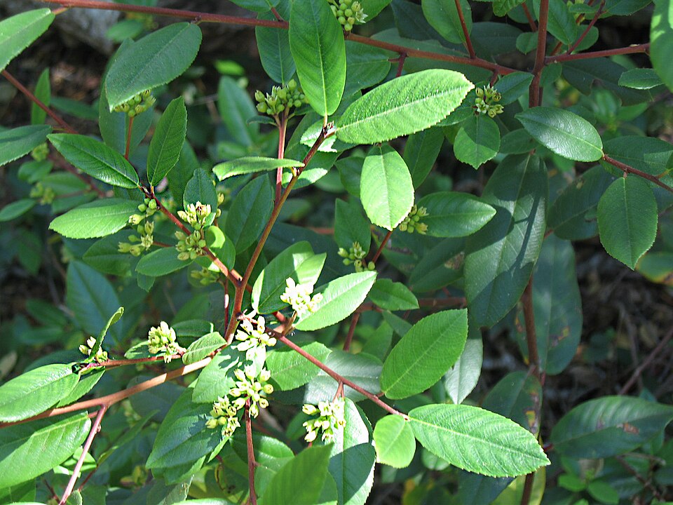 Frangula californica (coffeeberry)