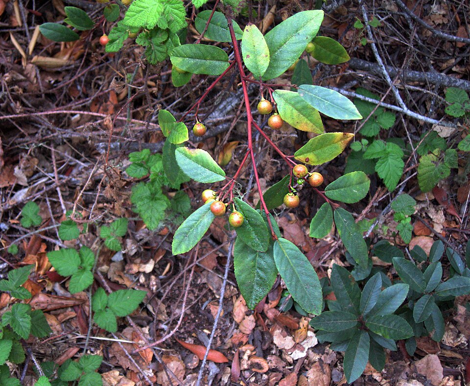 Frangula californica (coffeeberry)