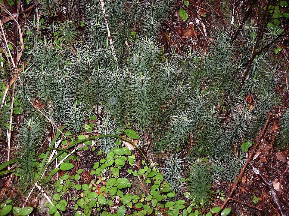 Dawsonia superba (giant moss) (alternate view 6)