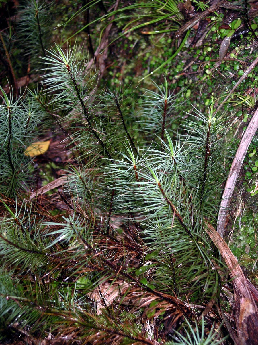 Dawsonia superba (giant moss) (alternate view 7)