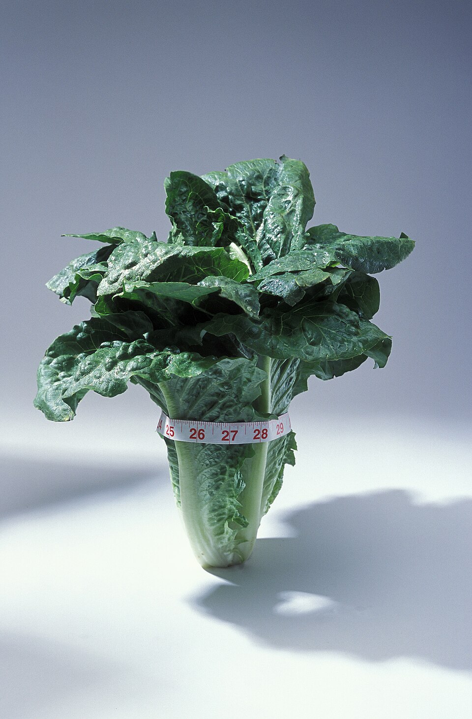 Lactuca sativa var. longifolia (Romaine Lettuce) (alternate view 2)