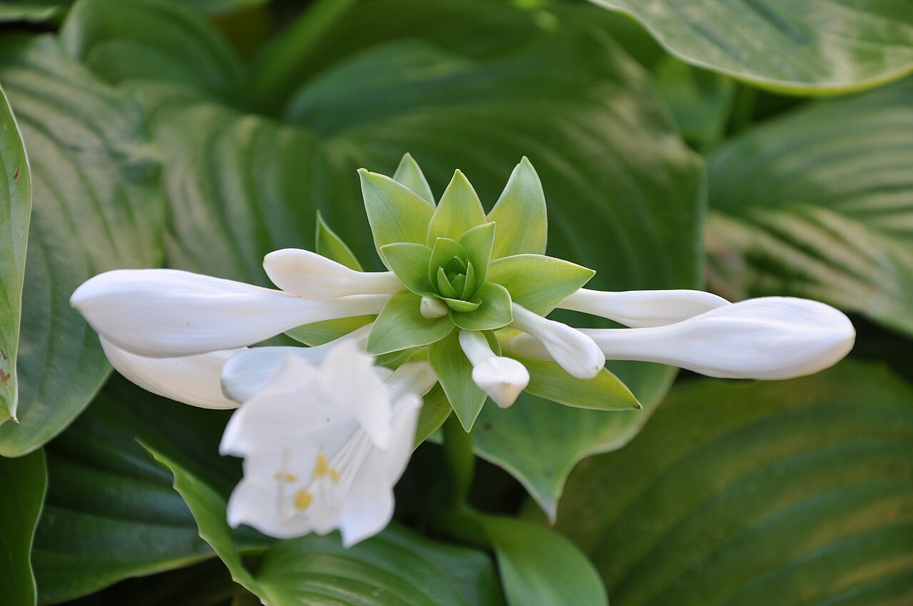 Hosta plantaginea, Fragrant plantain lily — mounding deciduous (Asparagaceae) (image 10 of 10)