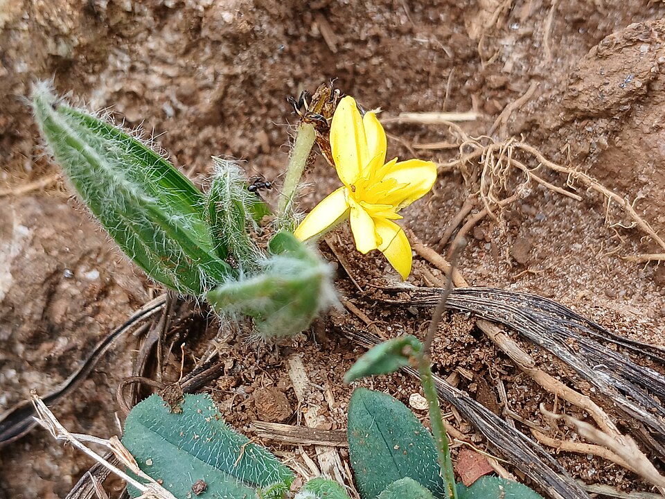 Phyllanthus (alternate view 2)