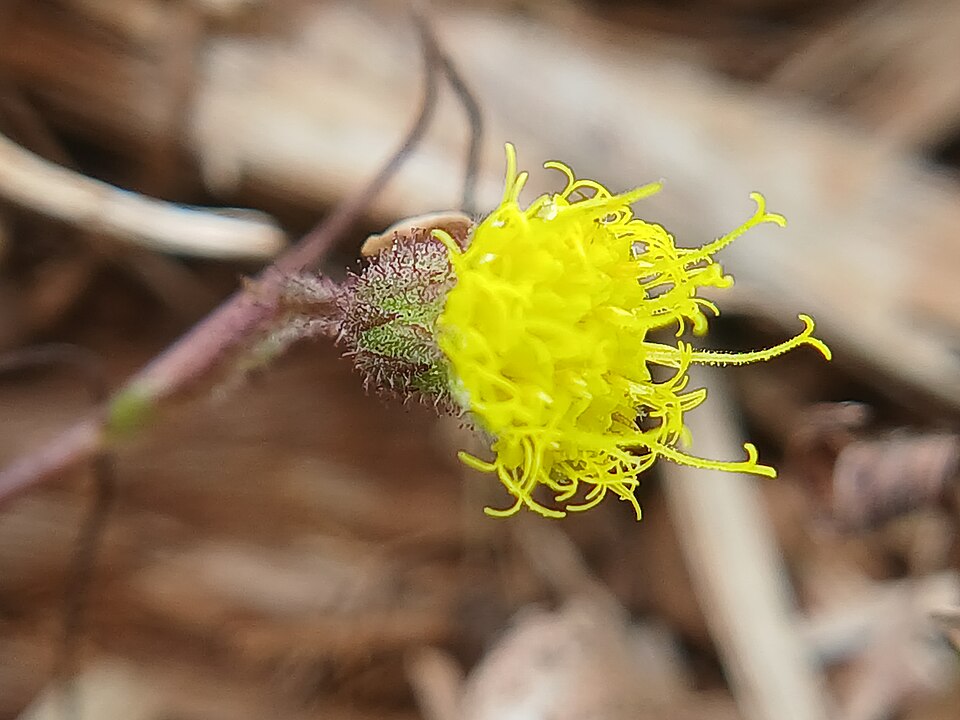Phyllanthus (alternate view 3)