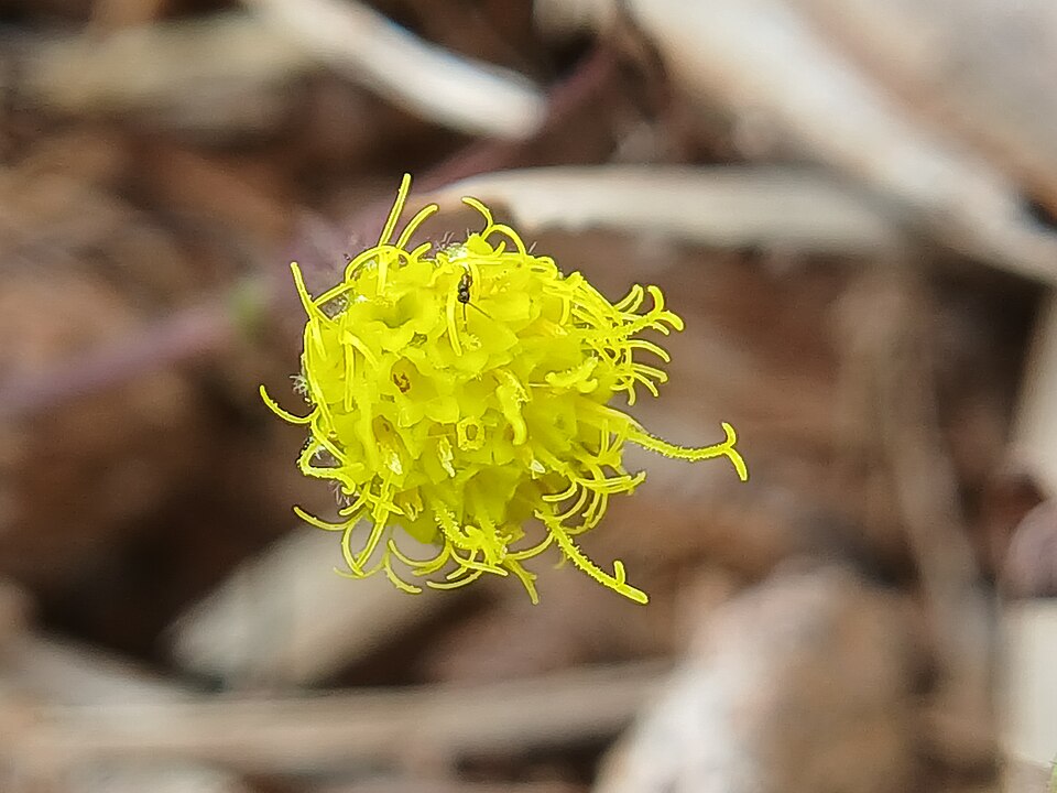 Phyllanthus (alternate view 4)