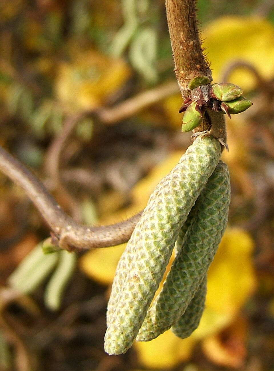 Corylus avellana 'Contorta' (Harry Lauder's walking stick) (alternate view 2)