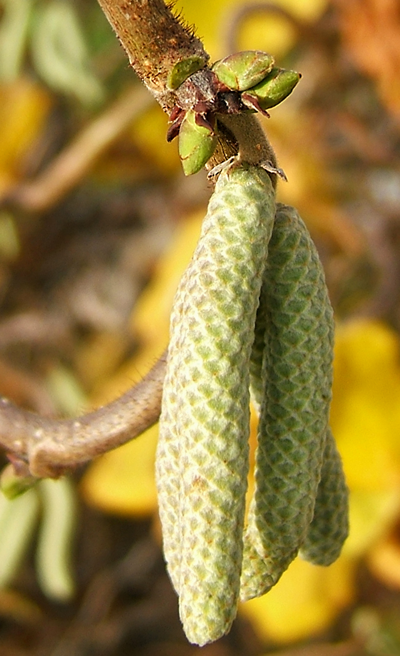 Corylus avellana 'Contorta' (Harry Lauder's walking stick) (alternate view 3)