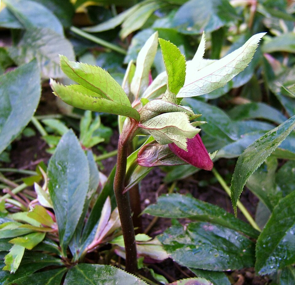 Helleborus x hybridus (hybrid hellebore) (alternate view 6)