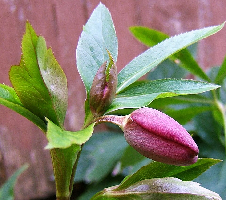 Helleborus x hybridus (hybrid hellebore) (alternate view 7)