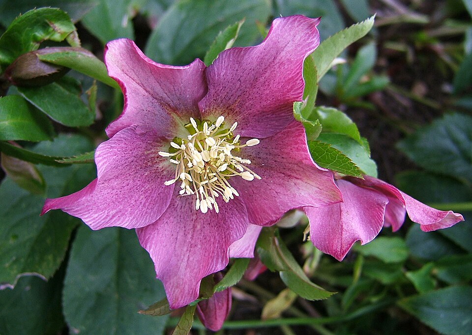 Helleborus x hybridus (hybrid hellebore) (alternate view 8)
