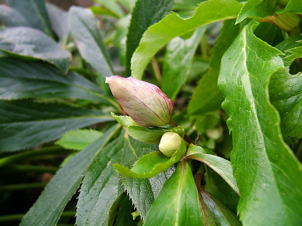 Helleborus x hybridus (hybrid hellebore) (alternate view 9)