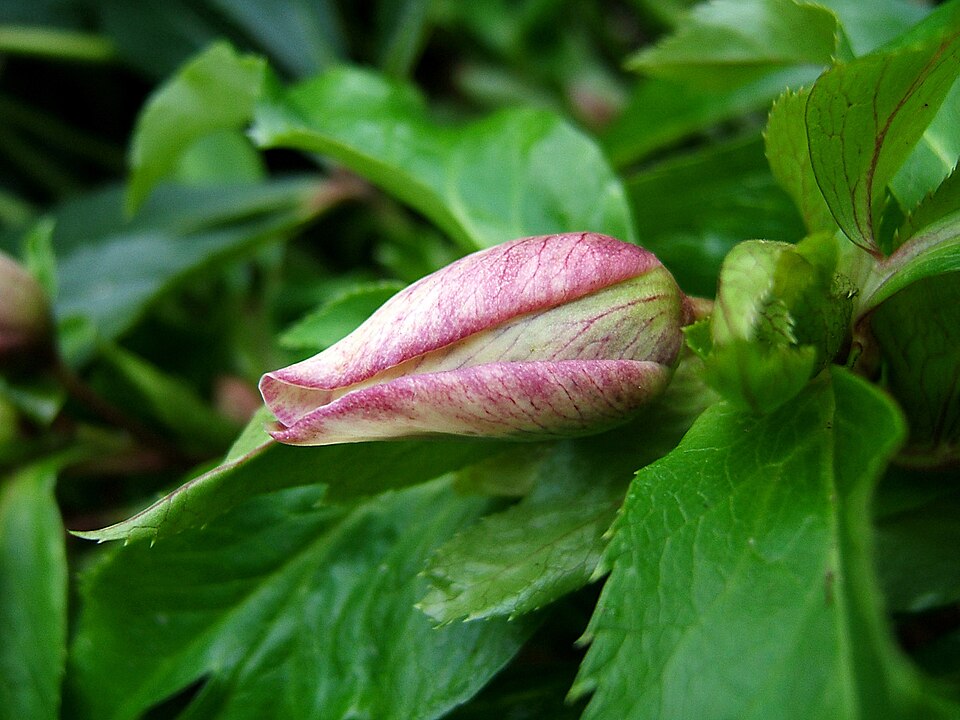 Helleborus x hybridus (hybrid hellebore) (alternate view 10)