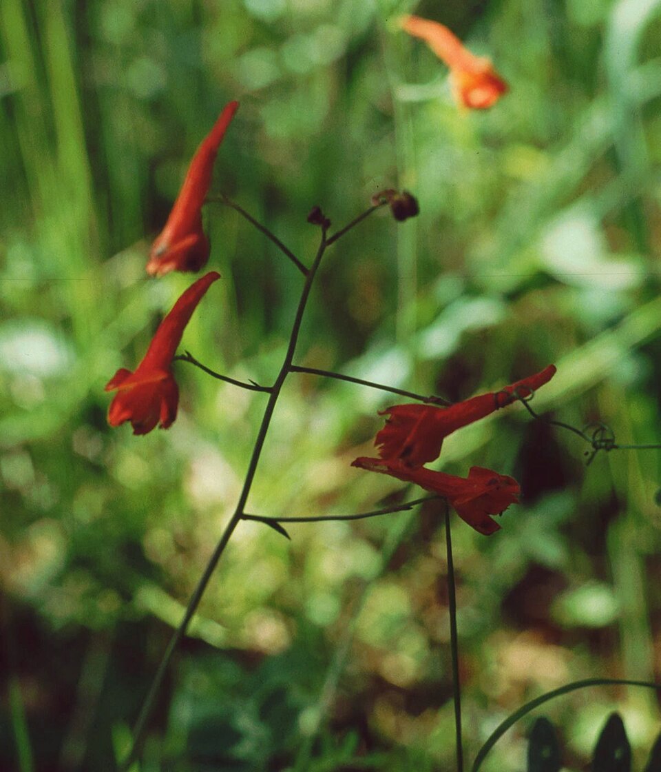 Delphinium nudicaule (Red larkspur) (alternate view 8)