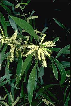 Acacia maidenii (Maiden's Wattle) (alternate view 6)