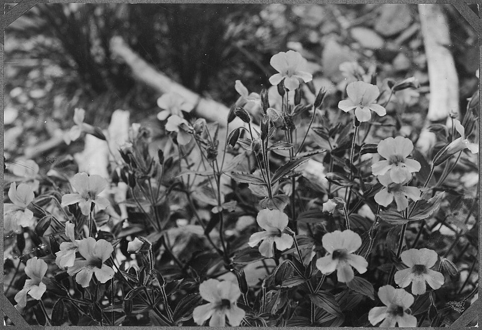 Erythranthe lewisii (Great Purple Monkeyflower) (alternate view 10)