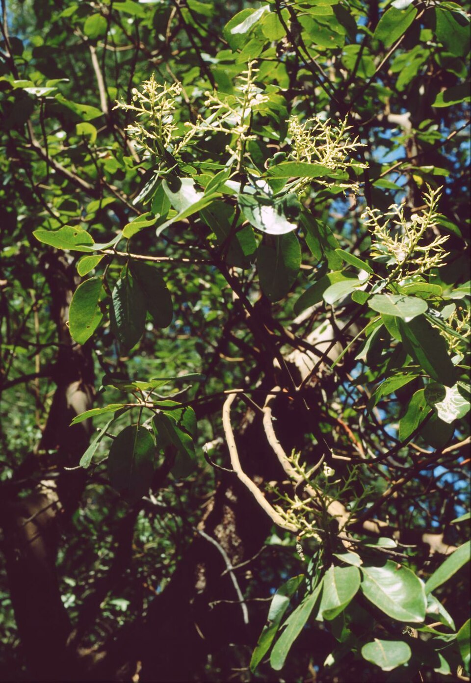 Arbutus menziesii (madrone) (alternate view 7)