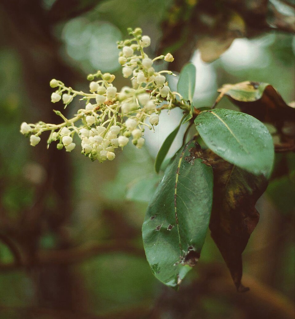 Arbutus menziesii (madrone) (alternate view 8)