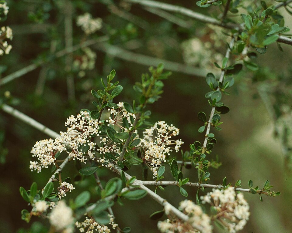 Ceanothus cuneatus (Buckbrush) (alternate view 8)