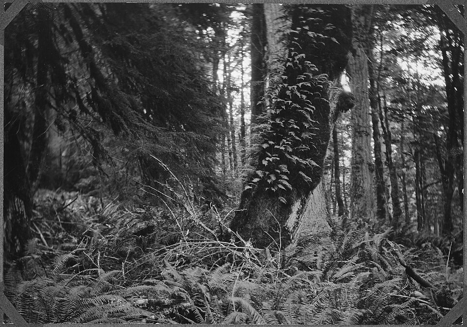 Polypodium glycyrrhiza (licorice fern) (alternate view 10)