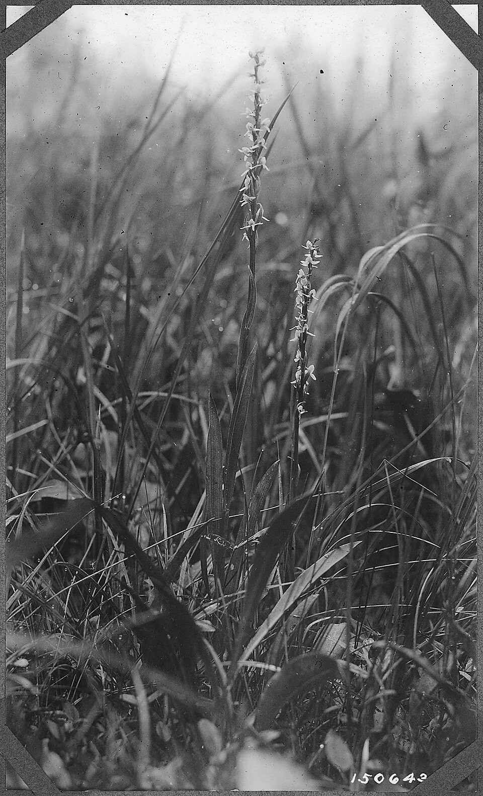 Platanthera dilatata (white bog orchid) (alternate view 7)