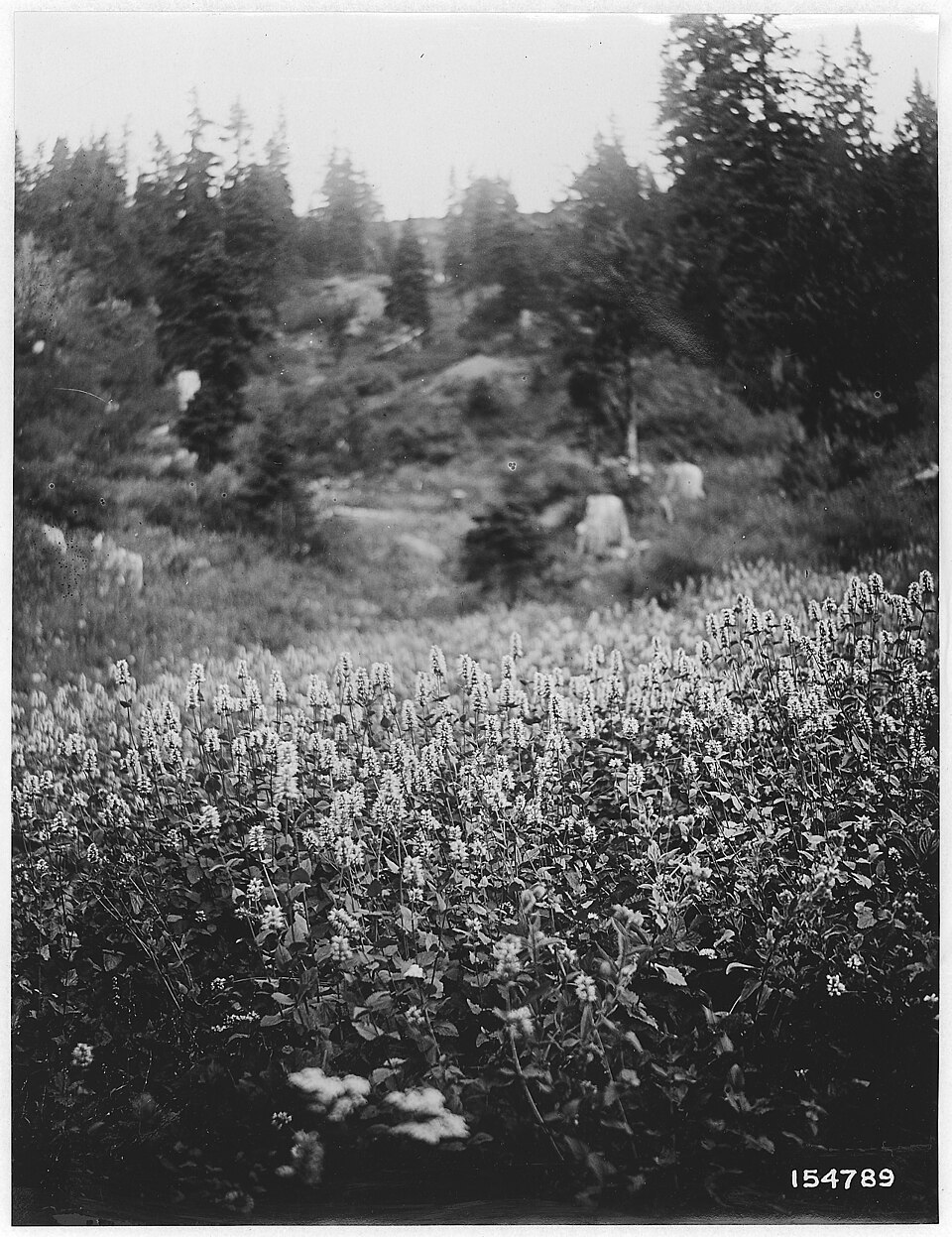 Agastache urticifolia (nettle-leaf giant hyssop) (alternate view 3)