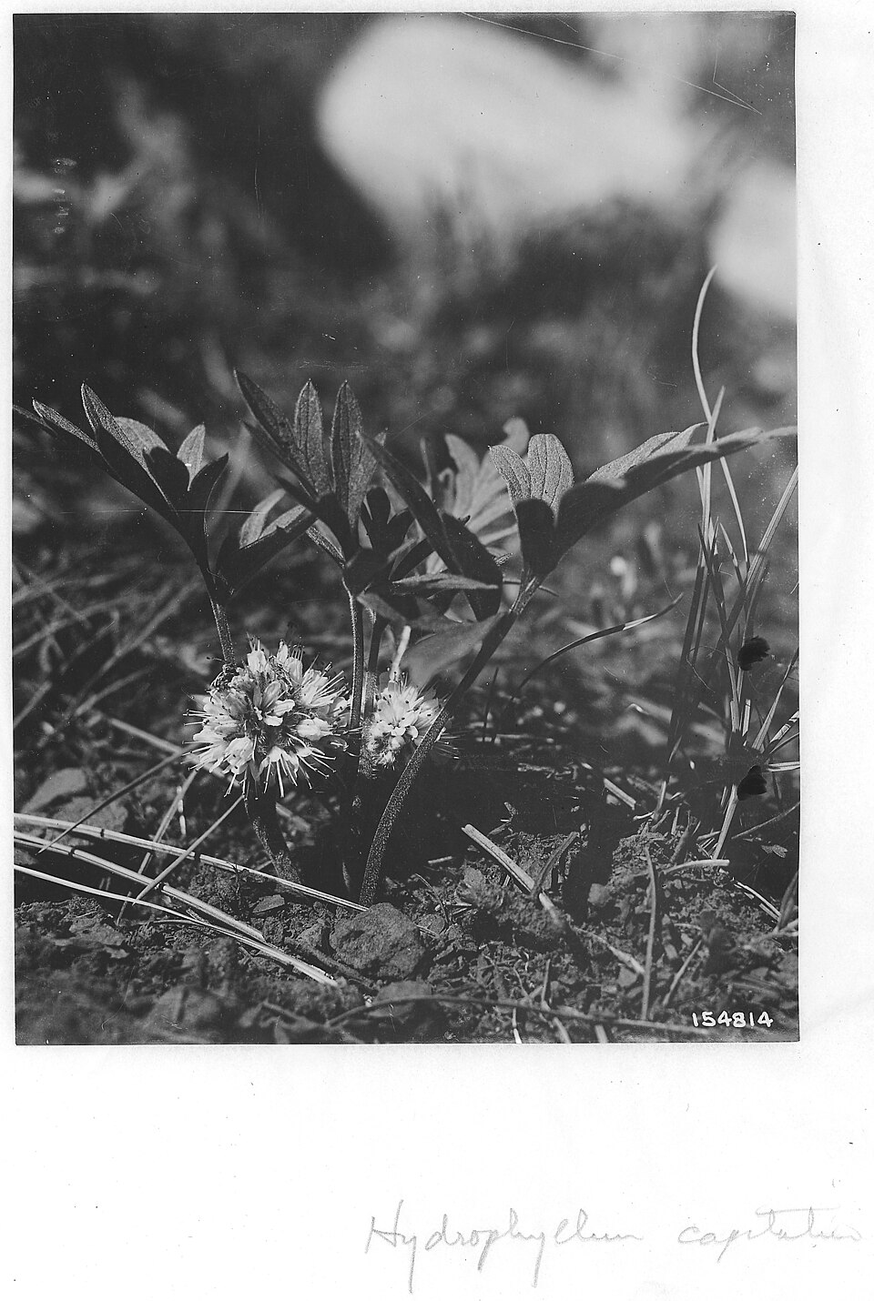 Hydrophyllum capitatum (ballhead waterleaf) (alternate view 4)