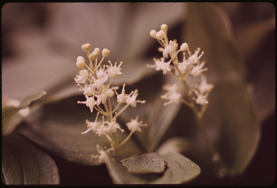 Maianthemum canadense (Canada mayflower)