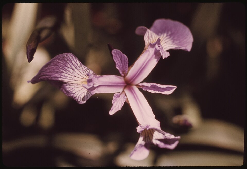 Iris versicolor (northern blue flag)