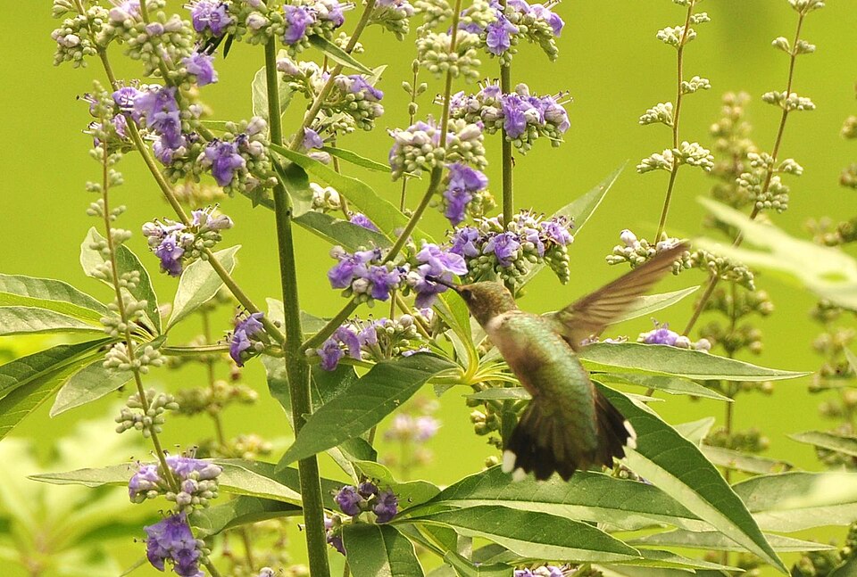 Vitex agnus-castus (chaste tree) (alternate view 6)