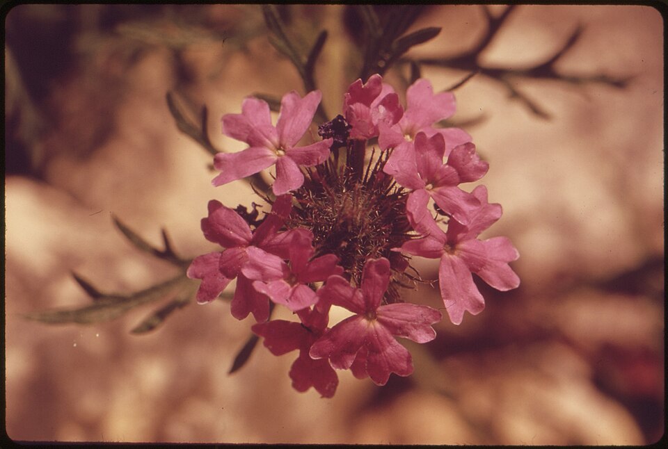 Glandularia (mock vervains)
