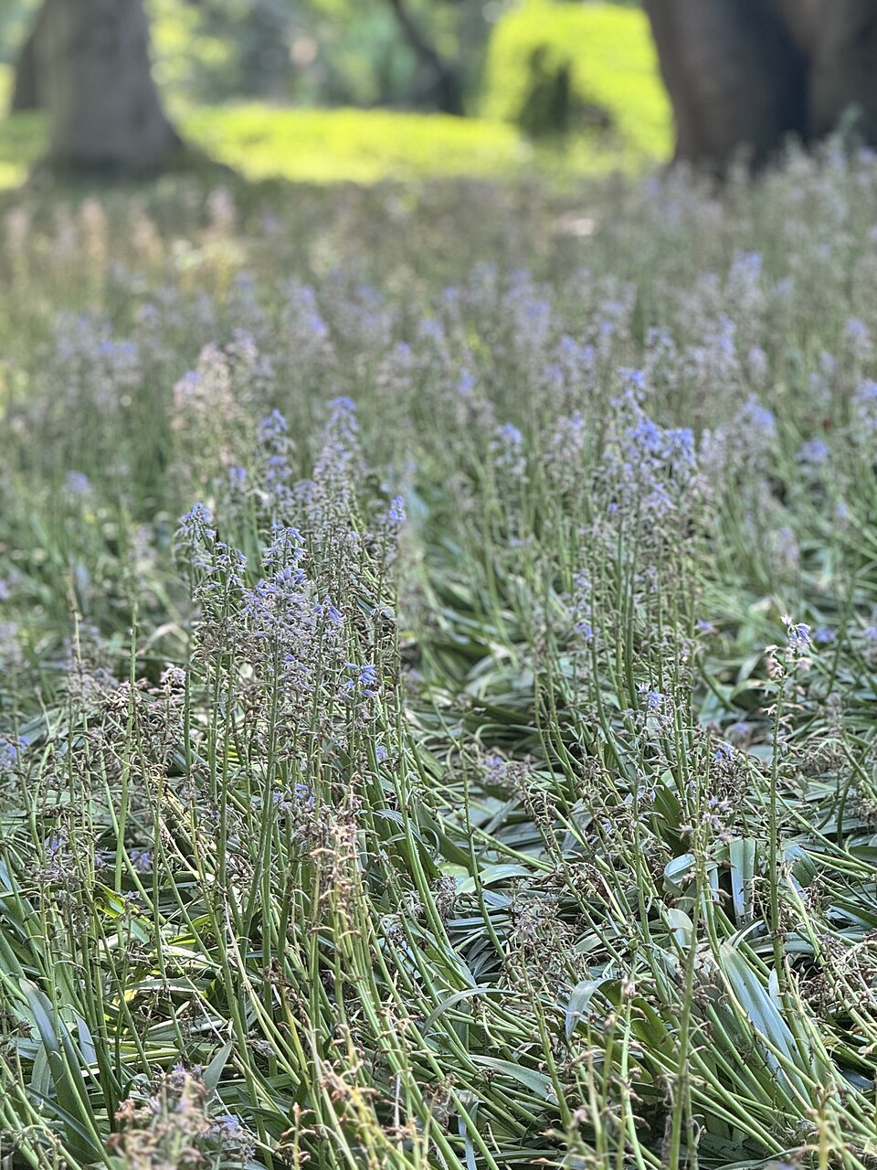 Hyacinthoides (Bluebells) (alternate view 13)