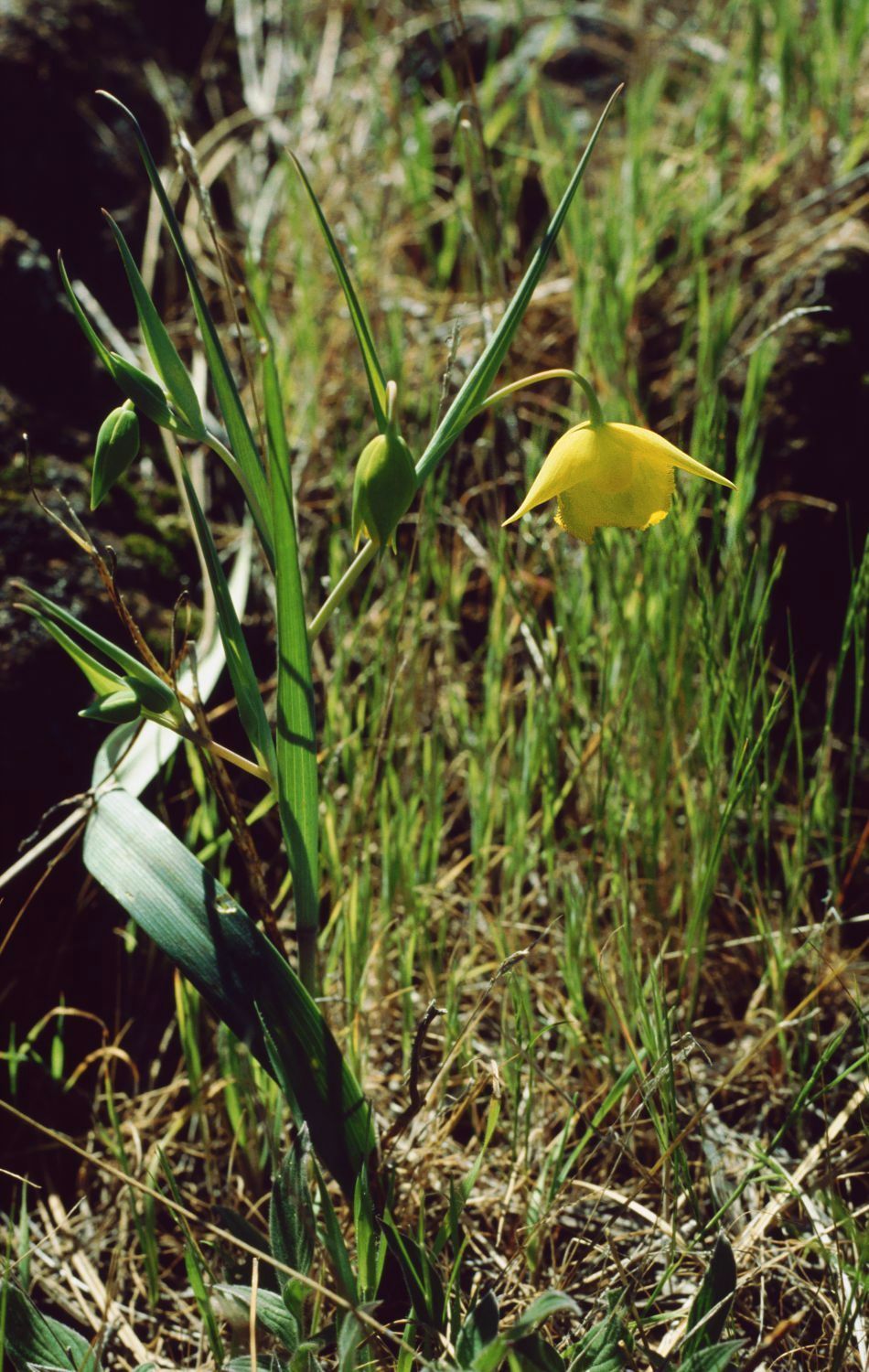Calochortus amabilis (Diogenes' lantern) (alternate view 8)