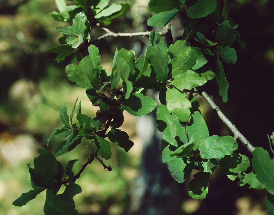 Quercus douglasii (blue oak) (alternate view 5)