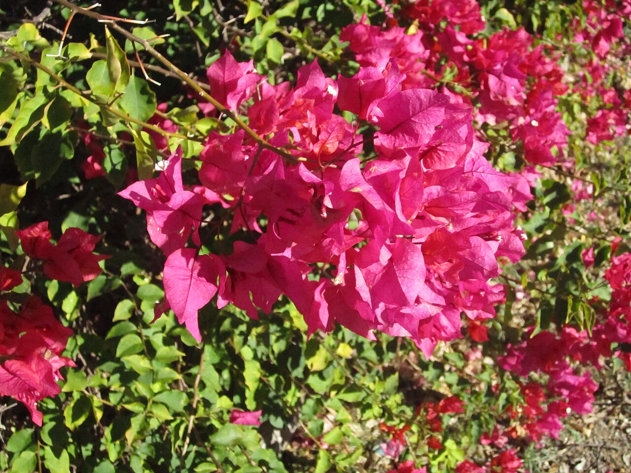 Bougainvillea glabra, Bougainvillea — climbing evergreen (Nyctaginaceae) (image 1 of 10)