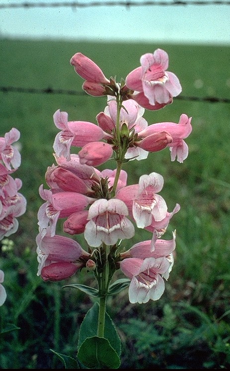 Penstemon cobaea (cobaea beardtongue) (alternate view 3)