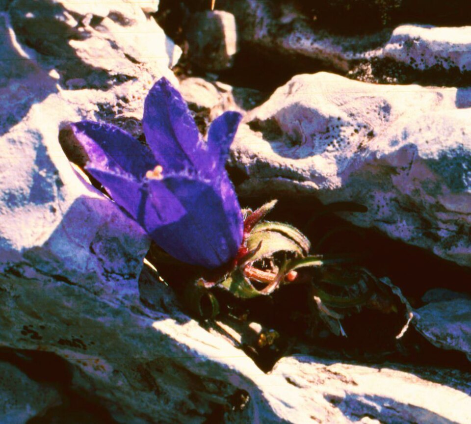 Edraianthus graminifolius (Grassy Bells) (alternate view 9)