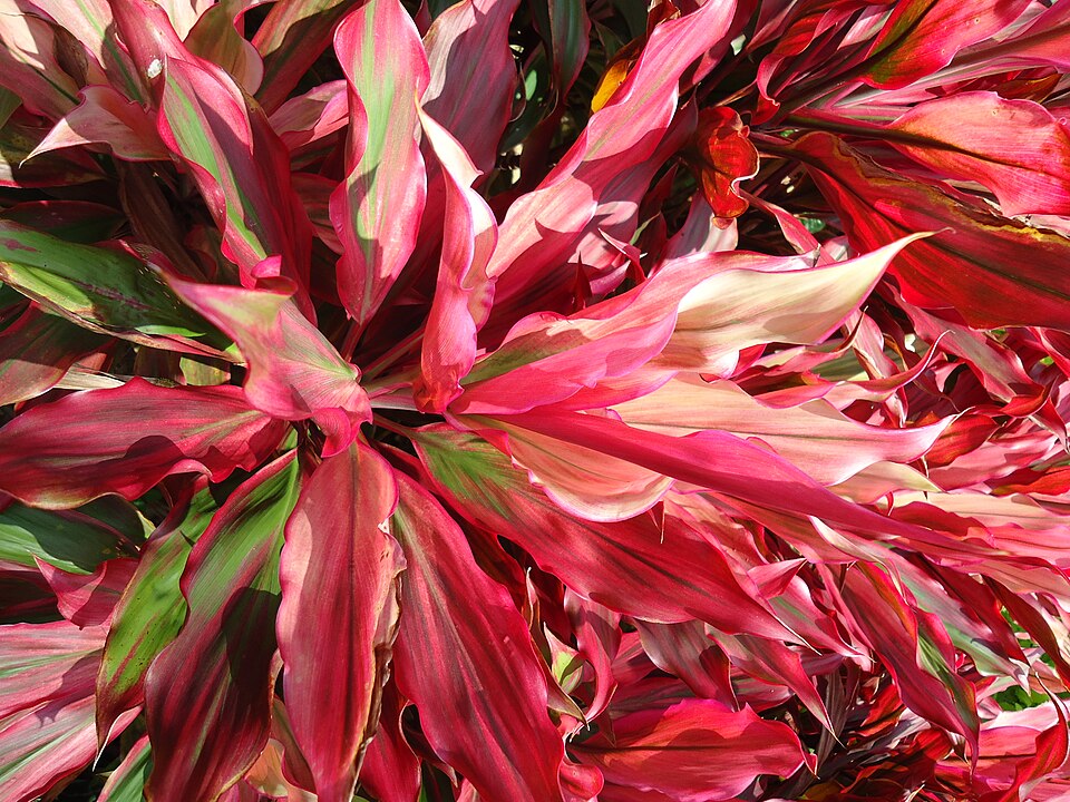 Cordyline (cabbage trees and allies)