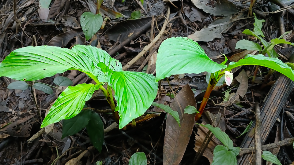 Scleria (nutrushes)