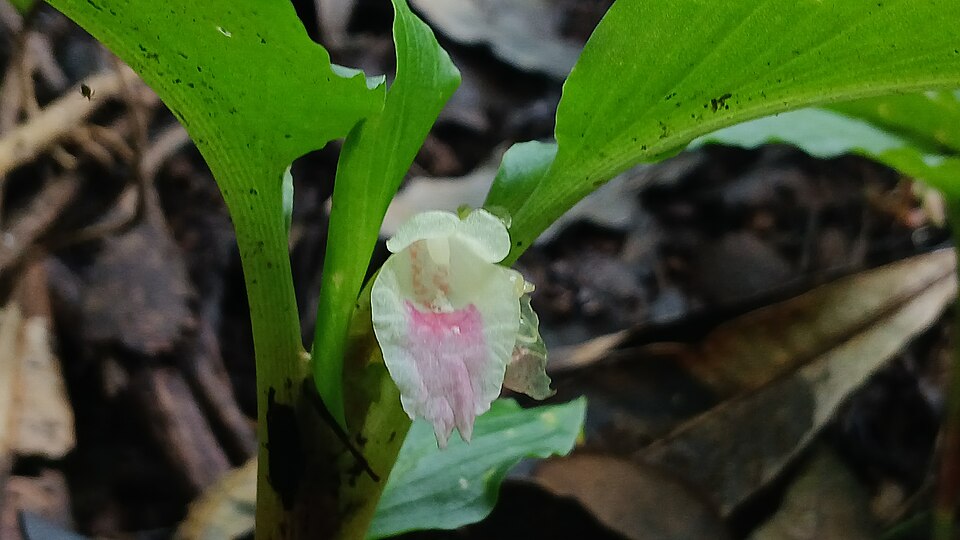Scleria (nutrushes) (alternate view 3)