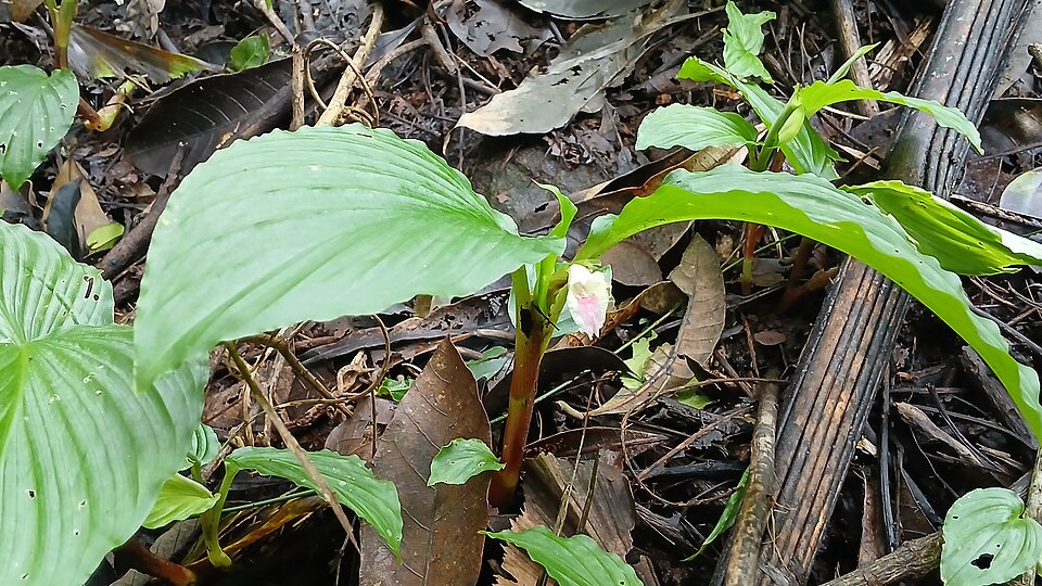 Scleria (nutrushes) (alternate view 4)