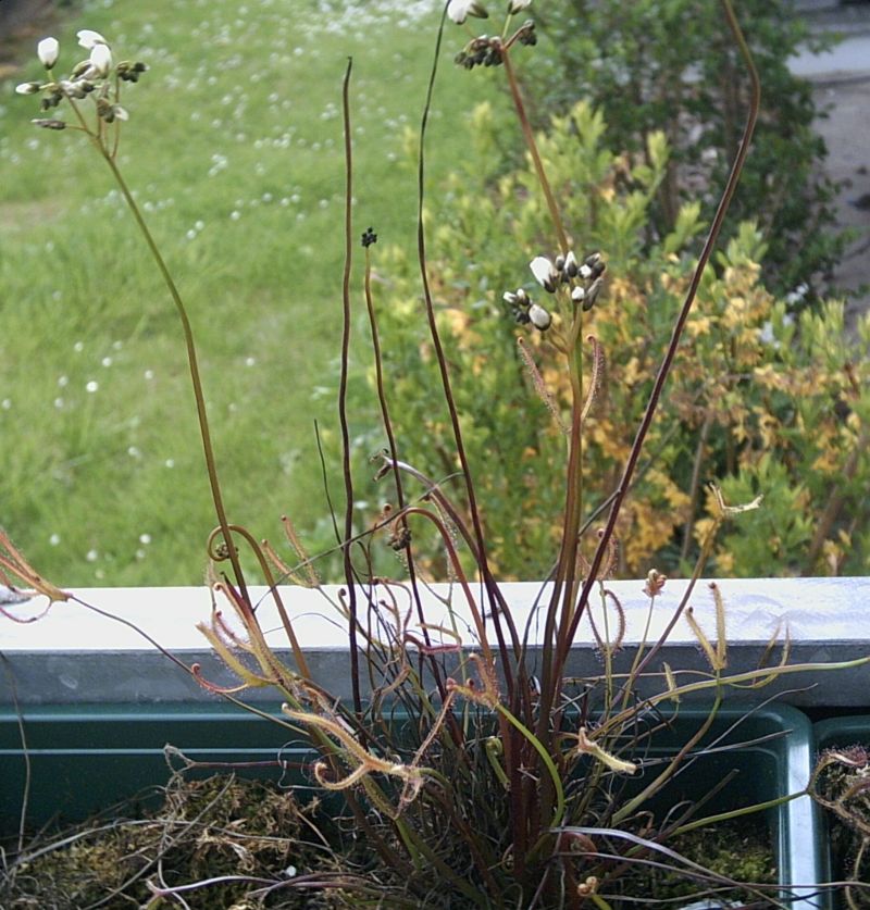 Drosera binata (Fork-leaved Sundew) (alternate view 2)