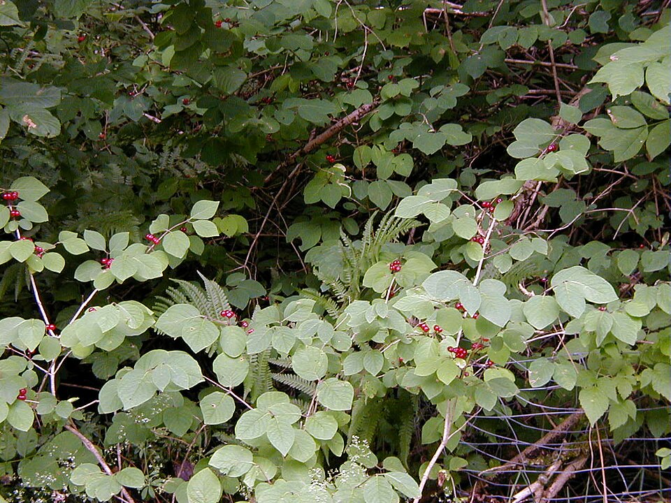 Lonicera xylosteum (Fly Honeysuckle)